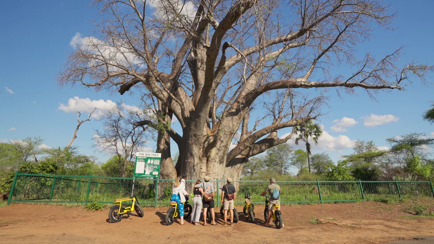 Riders parked at the Big Tree baobab on yellow Bamba e-bikes